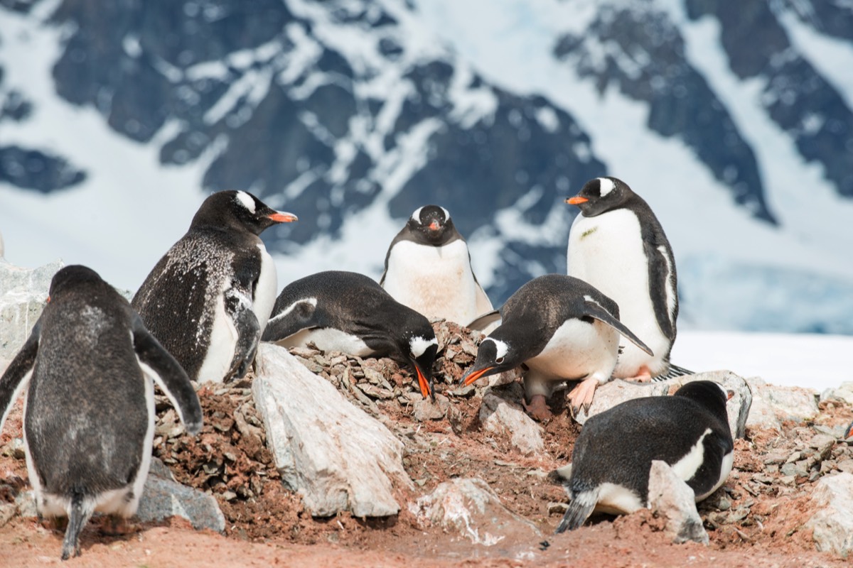 Gentoo penguins nest bulding on Danco Island