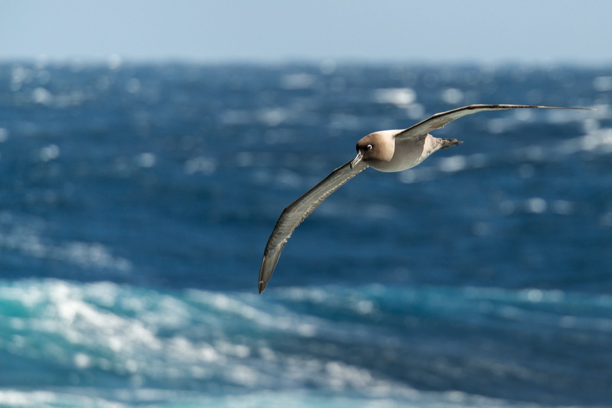 Light-mantled sooty albatross