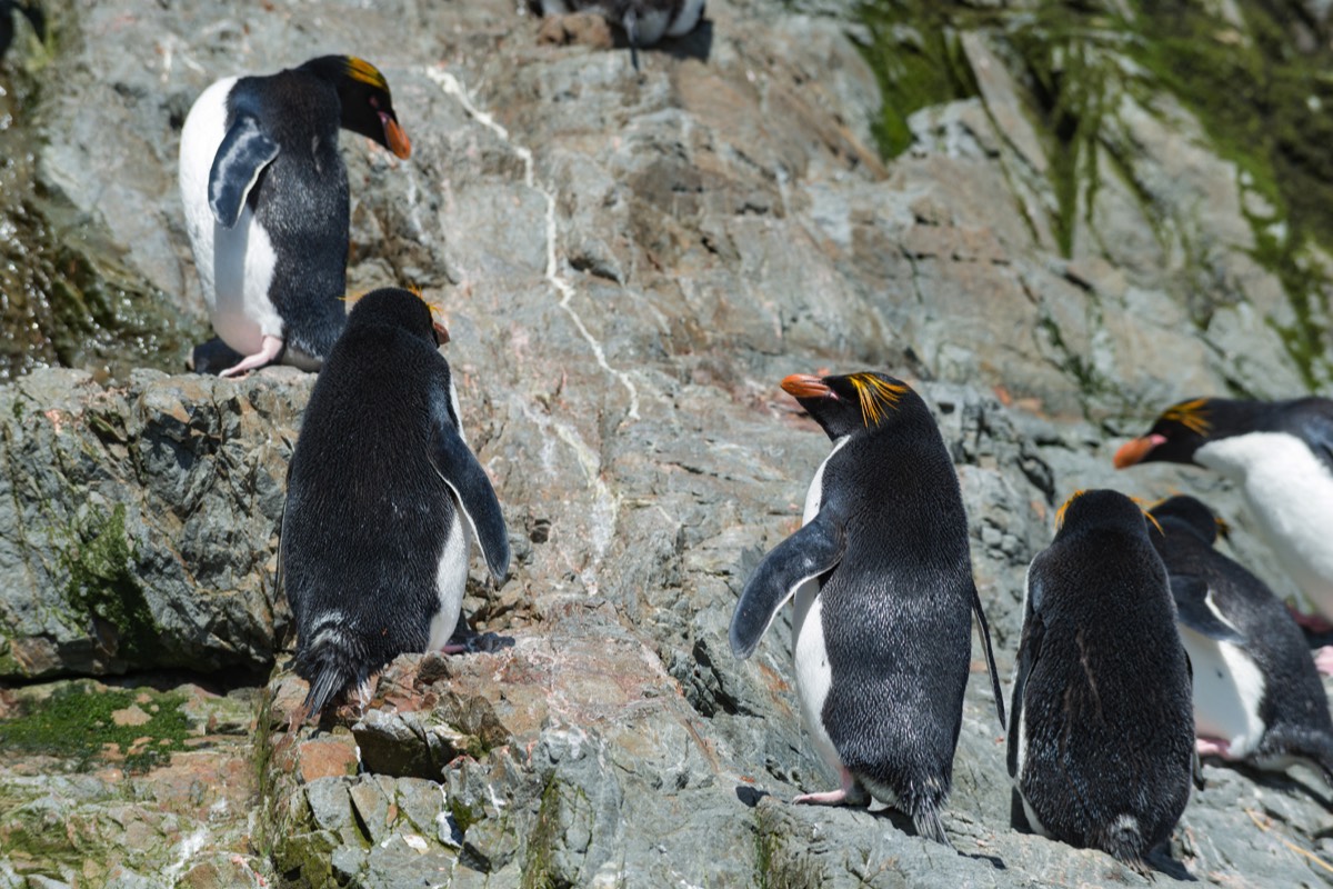 Macaroni penguins at Hercules Bay