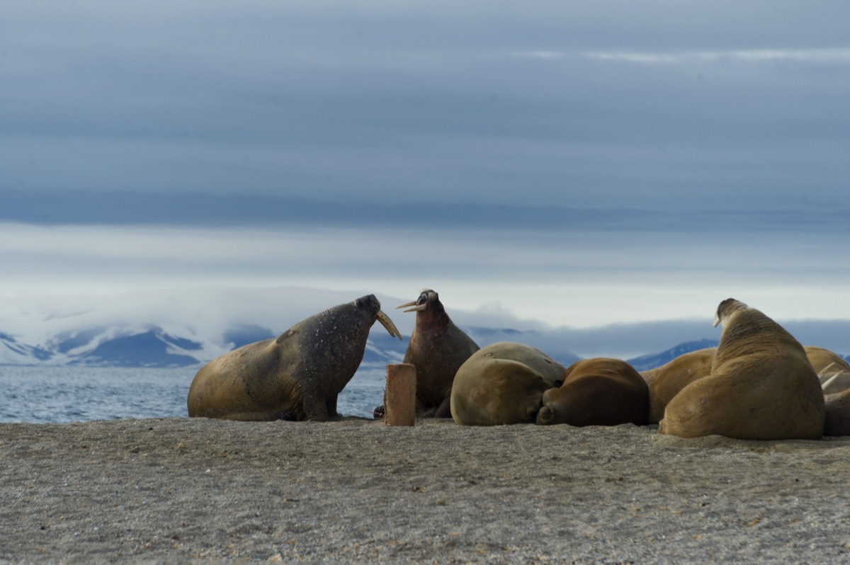 Walrus hanging out on a beach near Torellneset, Nordaustlandet