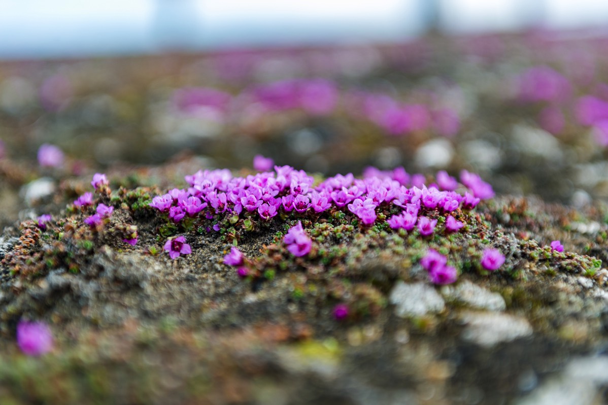 Some purple saxifrage flowers near an emergency hut on Frankenhalvøya