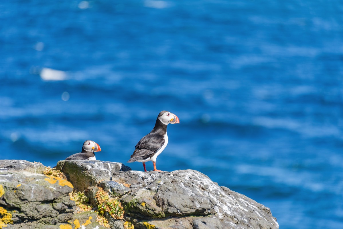 A couple of puffins on Grímsey
