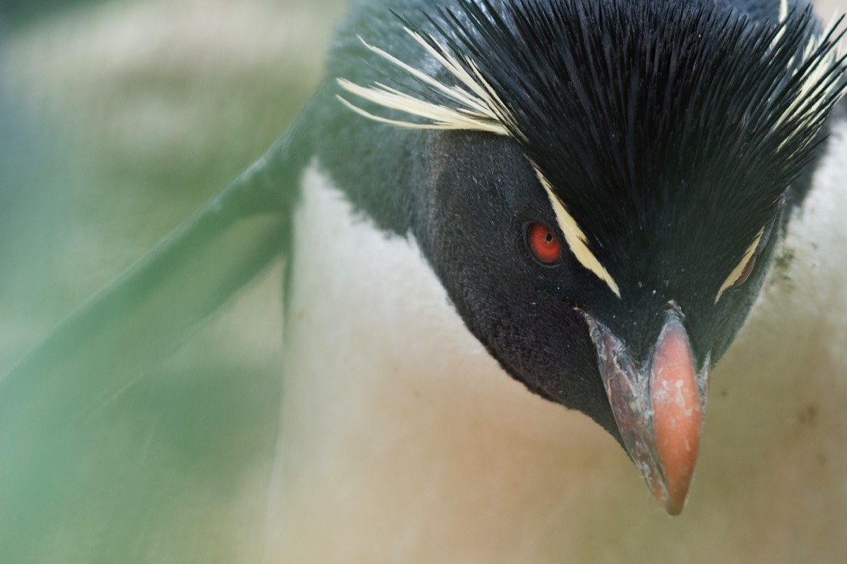 On a mission. A Southern Rockhopper on a mission to fetch more nest building material on New Island in the Falklands.