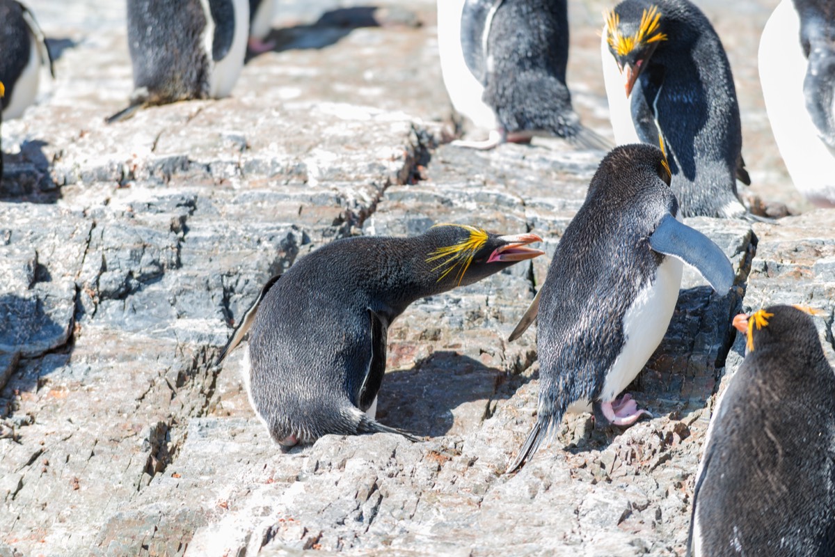 Personal space is very important to the Macaroni penguins nesting at Hercules Bay on South Georgia.
