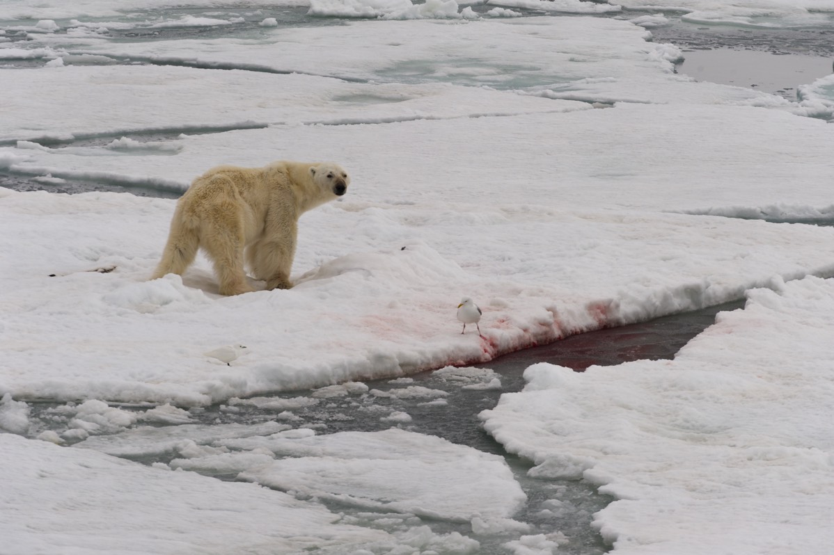 Old male polar bear standing on an iceflow